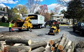 Best Tree Removal  in Concordia, NJ