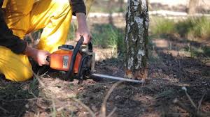 Best Tree Maintenance Programs  in Concordia, NJ