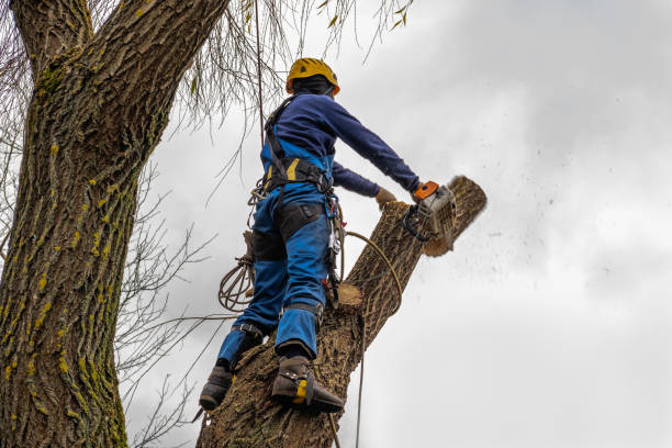 Best Weed Control  in Concordia, NJ
