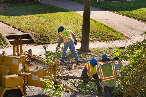Best Tree Health Inspection  in Concordia, NJ