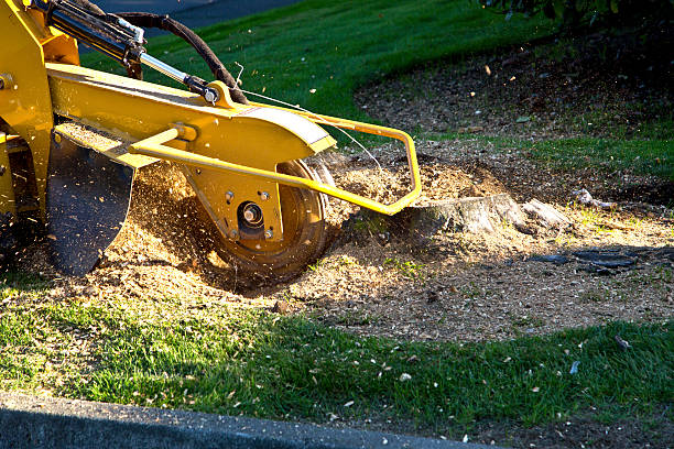 Best Lawn Mowing  in Concordia, NJ