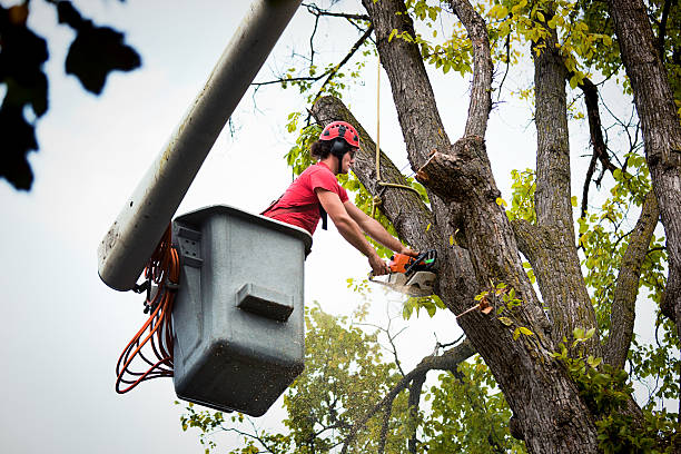 Best Tree Preservation Services  in Concordia, NJ