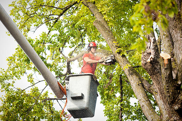 Best Hedge Trimming  in Concordia, NJ