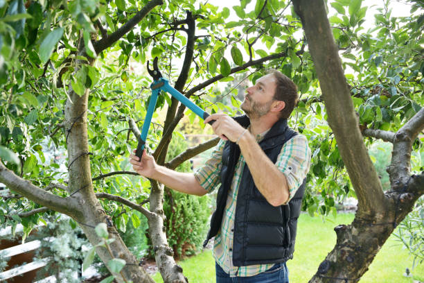 Best Tree and Shrub Care  in Concordia, NJ